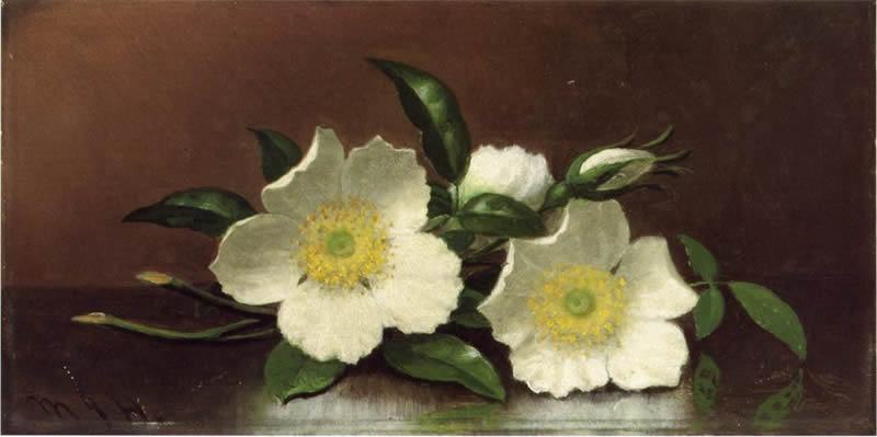 Martin Johnson Heade Two Cherokee Rose Blossoms on a Table